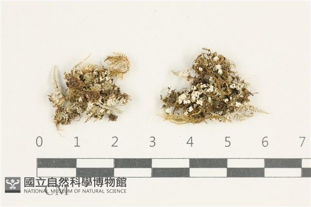 登錄號:L00005049藏品圖，第1張