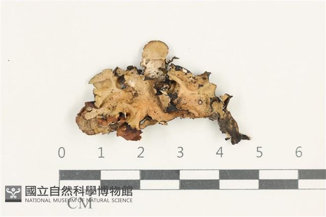 登錄號:L00005449藏品圖，第1張