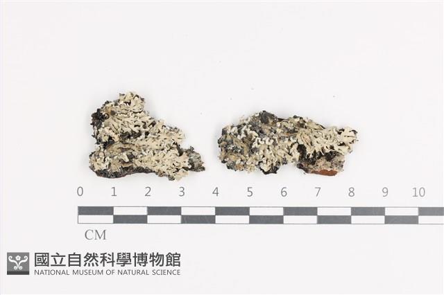 登錄號:L00002349藏品圖，第1張