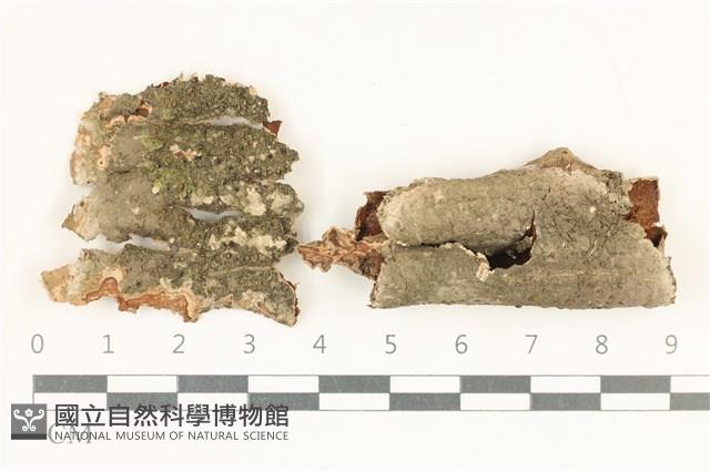 登錄號:L00001029藏品圖，第1張