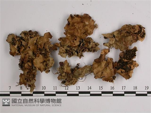 擬文字兜衣藏品圖，第1張