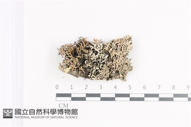 登錄號:L00002279藏品圖，第1張