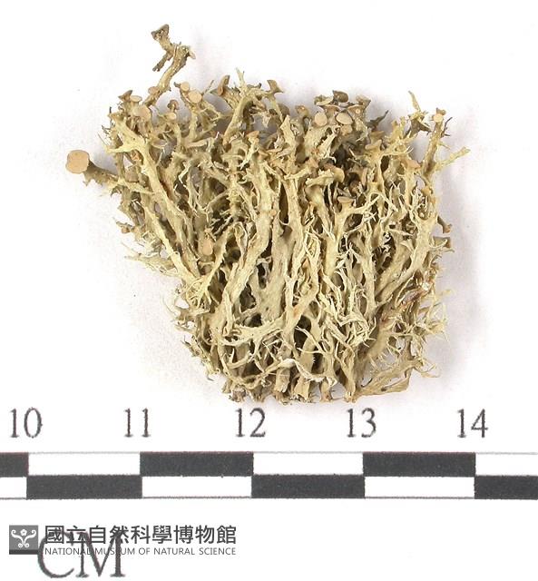 登錄號:L00001079藏品圖，第1張