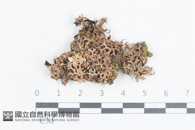 登錄號:L00003079藏品圖，第1張