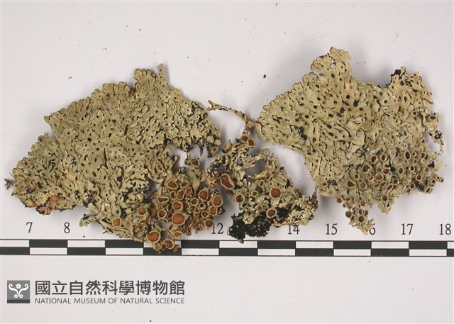 登錄號:L00002179藏品圖，第1張