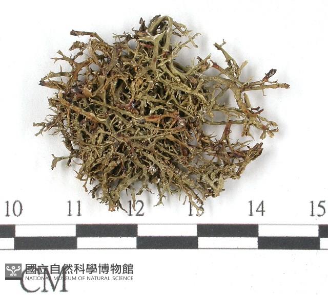 登錄號:L00001479藏品圖，第1張