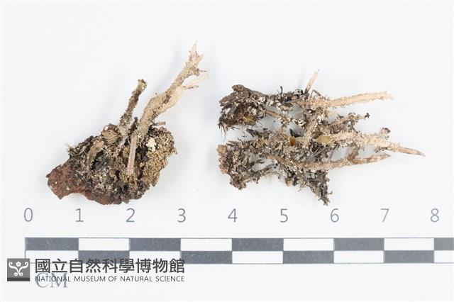 登錄號:L00005479藏品圖，第1張