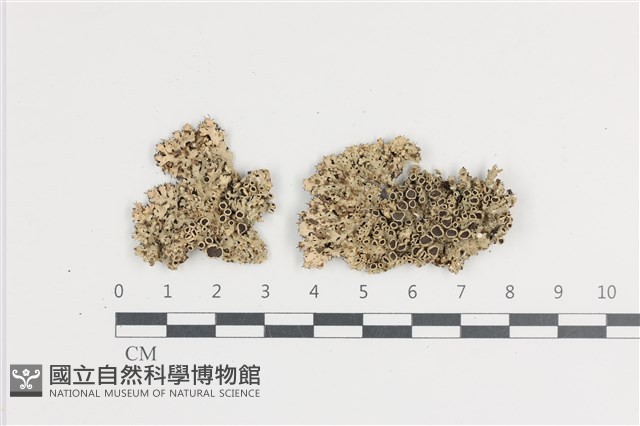 登錄號:L00002659藏品圖，第1張