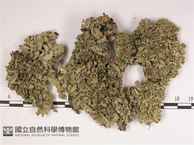登錄號:L00002259藏品圖，第1張