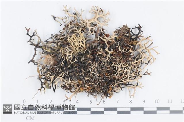 登錄號:L00001259藏品圖，第1張