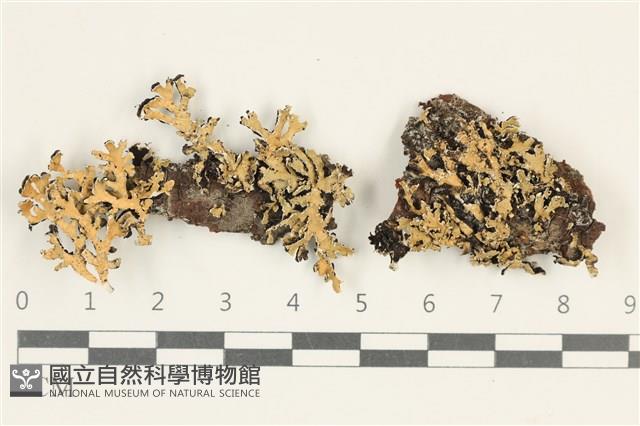 登錄號:L00003059藏品圖，第1張
