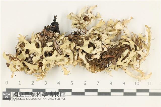 登錄號:L00004059藏品圖，第1張