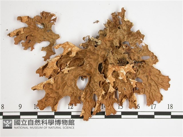 叉狀針芽兜衣藏品圖，第1張