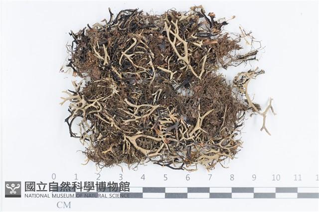 登錄號:L00002459藏品圖，第1張