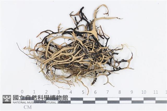登錄號:L00002099藏品圖，第1張