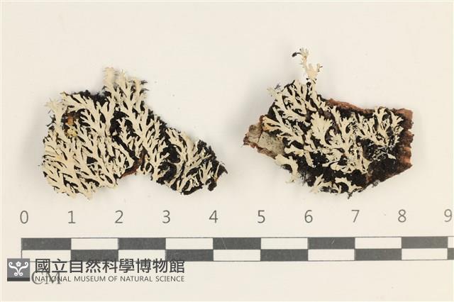 登錄號:L00003099藏品圖，第1張