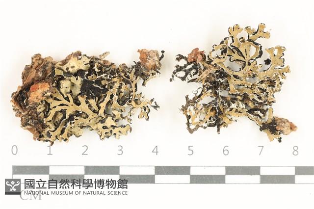 登錄號:L00003199藏品圖，第1張