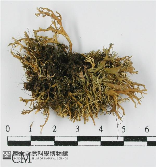 登錄號:L00000599藏品圖，第1張