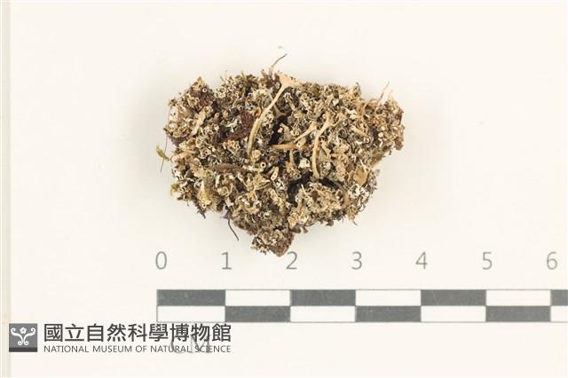 登錄號:L00001499藏品圖，第1張