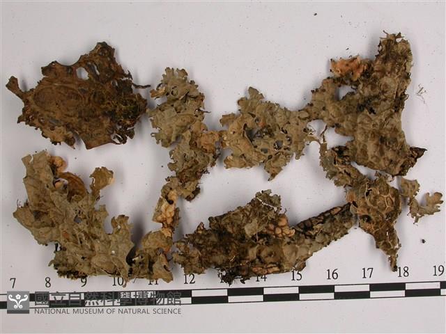 中國兜衣藏品圖，第1張