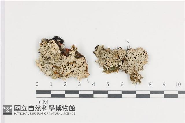 登錄號:L00001139藏品圖，第1張