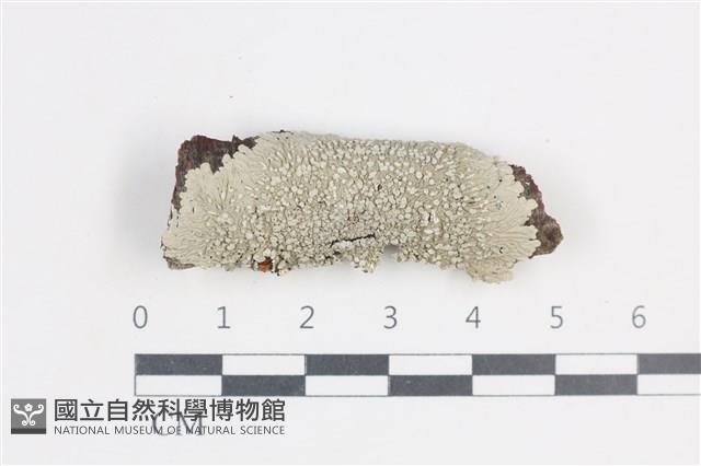 登錄號:L00004539藏品圖，第1張