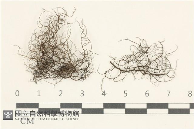 登錄號:L00005439藏品圖，第1張