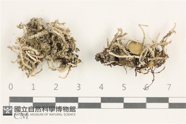 登錄號:L00000686藏品圖，第1張