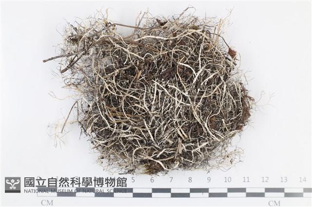 登錄號:L00001686藏品圖，第1張