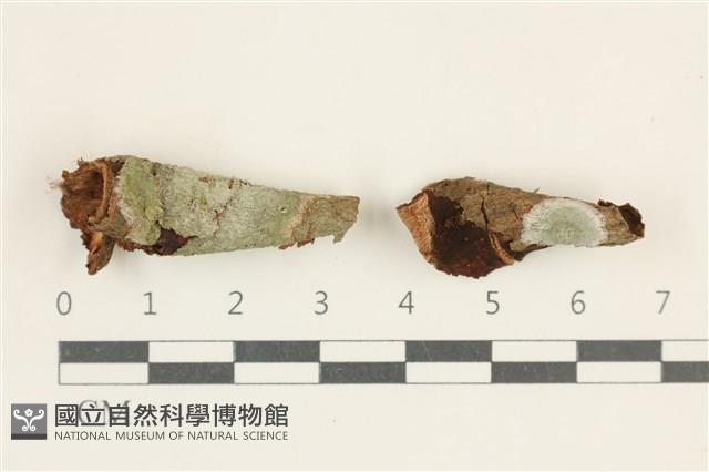 登錄號:L00005286藏品圖，第1張