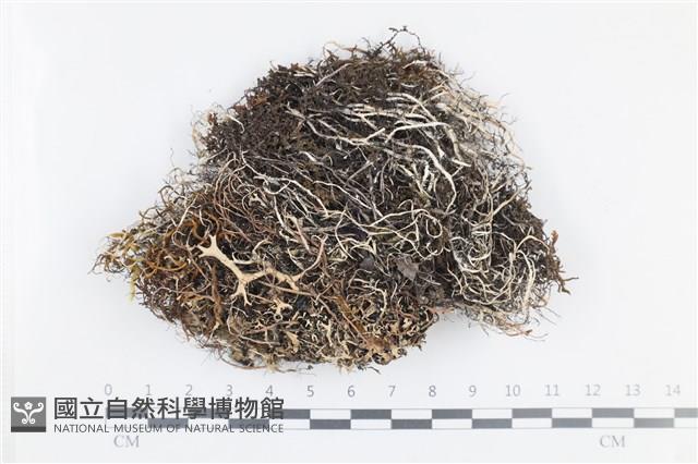 登錄號:L00001086藏品圖，第1張