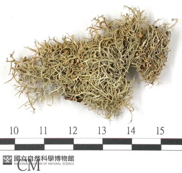 登錄號:L00002186藏品圖，第1張