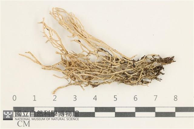 登錄號:L00000586藏品圖，第1張