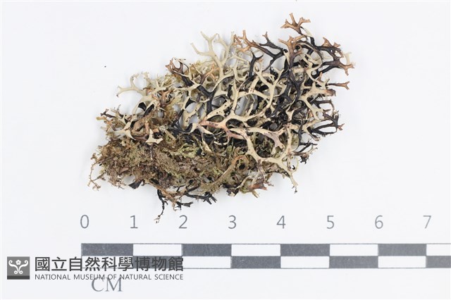 登錄號:L00004386藏品圖，第1張