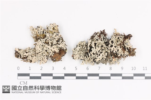 登錄號:L00001206藏品圖，第1張