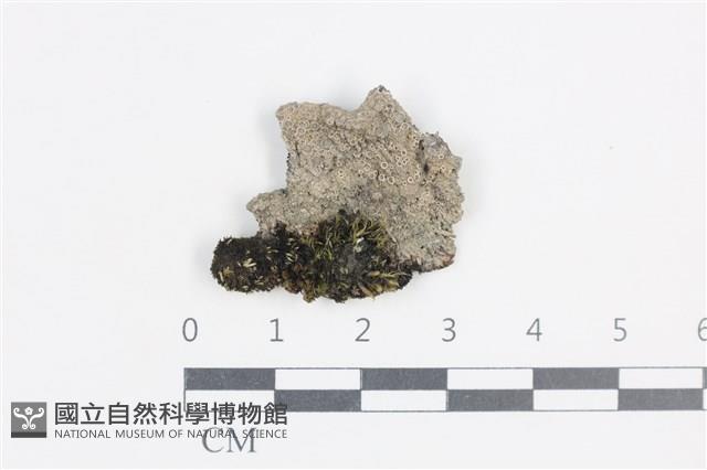 登錄號:L00005206藏品圖，第1張