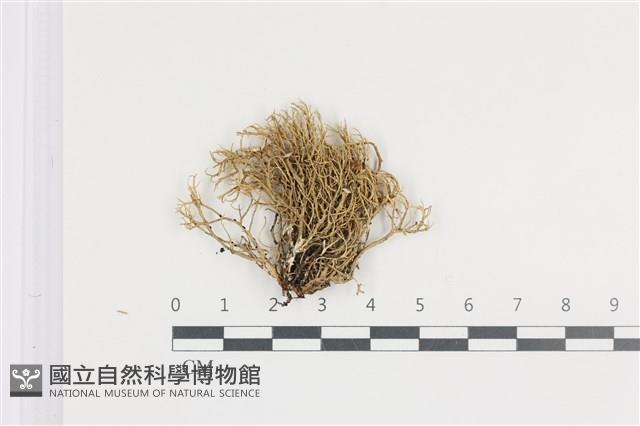 登錄號:L00002006藏品圖，第1張