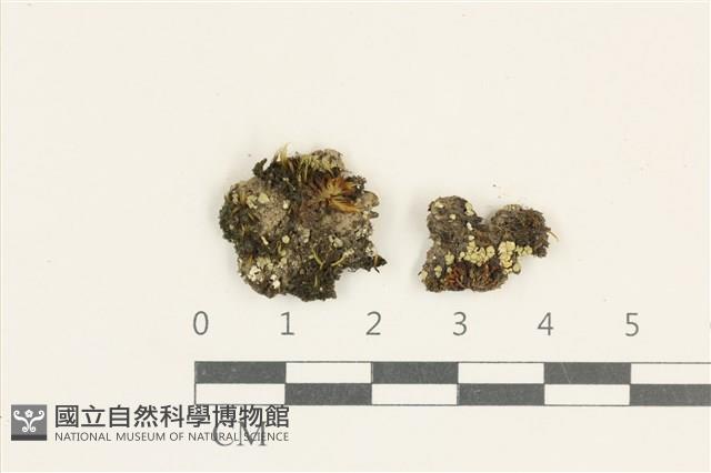 登錄號:L00005106藏品圖，第1張
