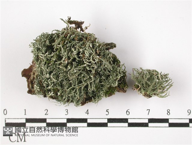 登錄號:L00003106藏品圖，第1張
