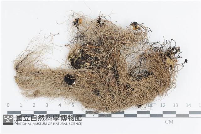 登錄號:L00002506藏品圖，第1張