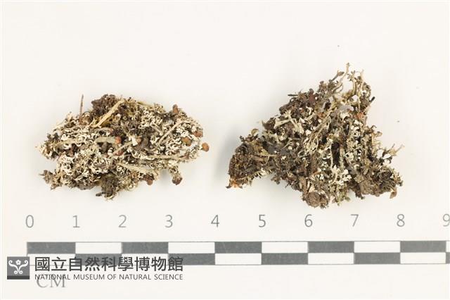 登錄號:L00000506藏品圖，第1張
