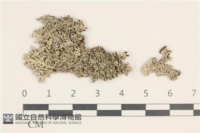 登錄號:L00003506藏品圖，第1張