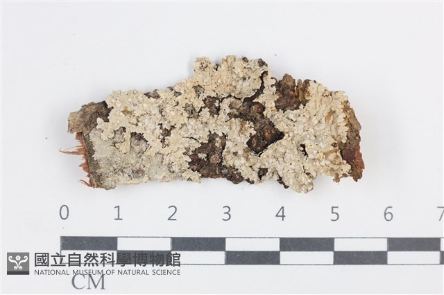 有色黑囊基衣藏品圖，第1張
