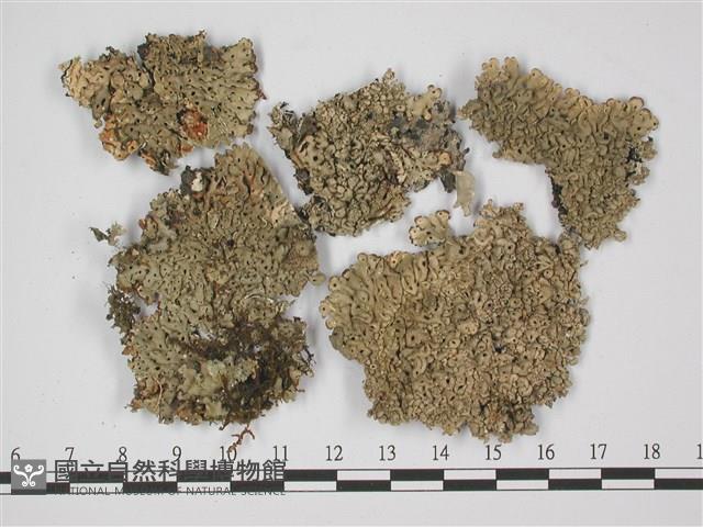 登錄號:L00002306藏品圖，第1張