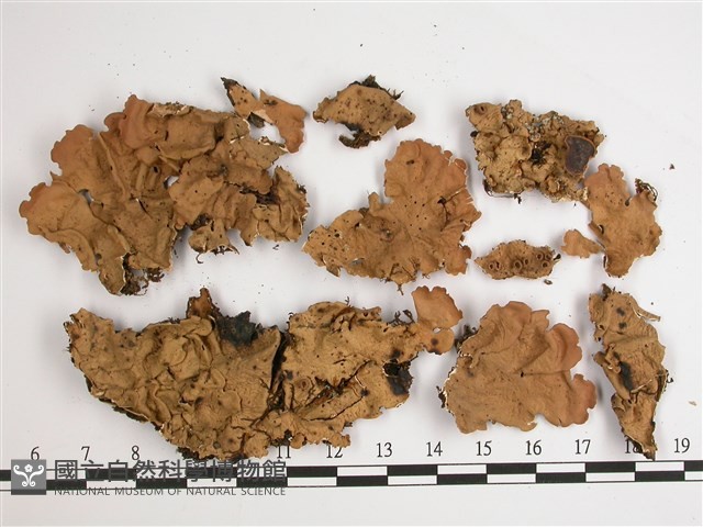 糖兜衣藏品圖，第1張