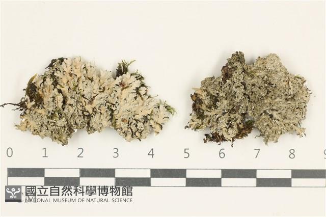 登錄號:L00005306藏品圖，第1張