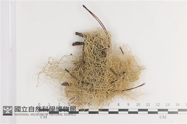 喜馬拉雅菘蘿藏品圖，第1張