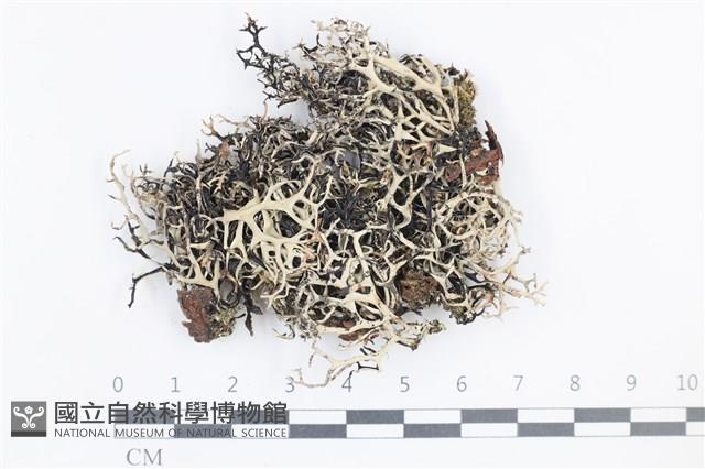 登錄號:L00004266藏品圖，第1張