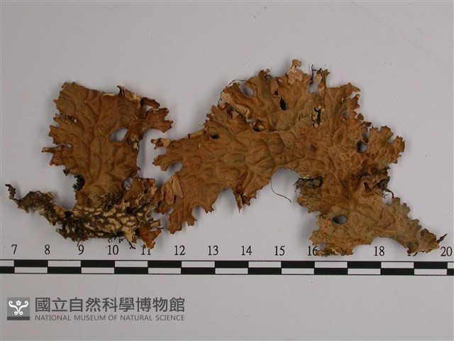 叉狀針芽兜衣藏品圖，第1張