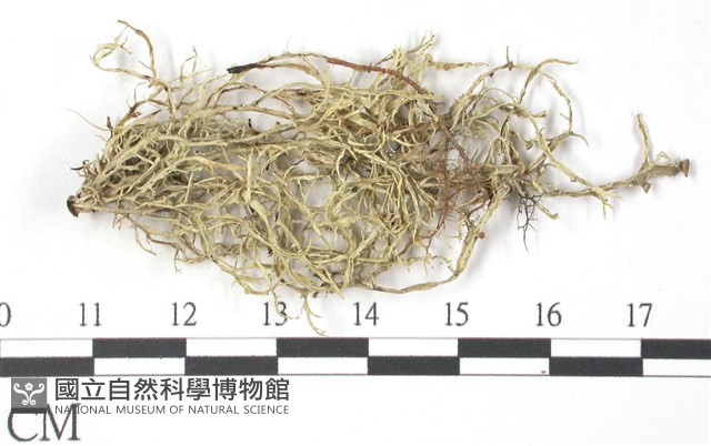 登錄號:L00002566藏品圖，第1張